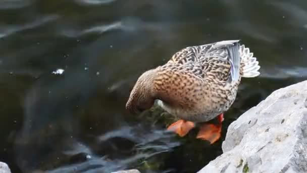 Beautiful Wild Duck Water Lake — Video Stock