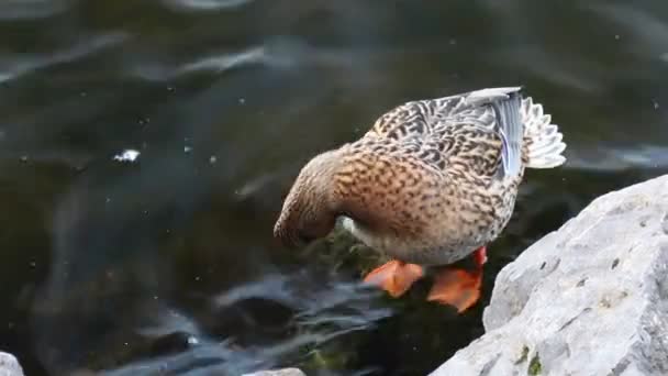 Schöne Wildente Auf Wasser Oder See — Stockvideo