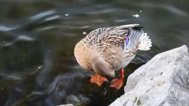 Beautiful Wild Duck Water Lake — Stockvideo