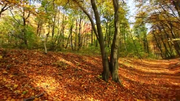黄色の秋の森と木々 — ストック動画