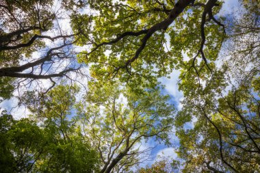 Trees on blue sky background in forest
