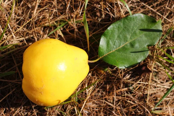 Žluté Quince Ovoce Modré — Stock fotografie