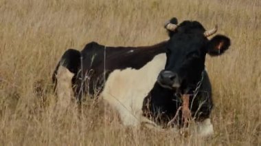 Kırsal bir inek yalan söylüyor ve göz kırpıyor