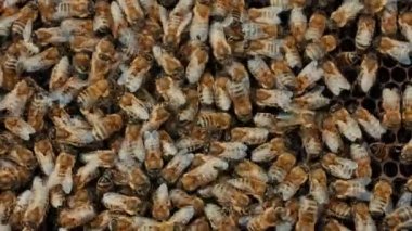 Arıların çoğu dokuyu ya da arkaplanı kapatır