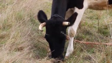 Kuru çimenlerde otlayan inek.