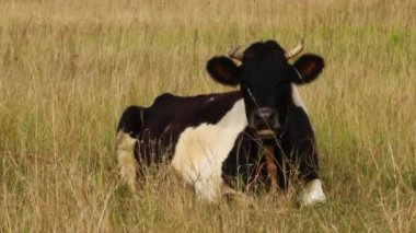 Bir köy ineği otlakta dinleniyor.