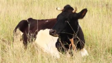 Bir köy ineği otlakta dinleniyor.