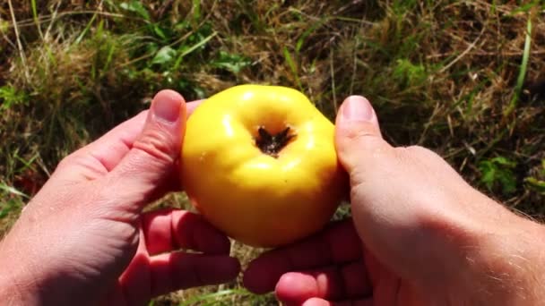 Żółta Pigwa Rękach Człowieka Ogrodzie — Wideo stockowe