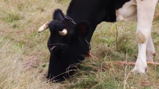 Vaca Pastando Hierba Seca Cerca — Vídeos de Stock