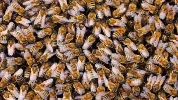 Viele Bienen Ziehen Aus Nächster Nähe Den Bienenstock — Stockvideo