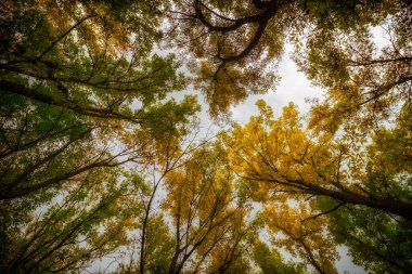 Parlak bir sonbahar gününde ağaçların tepesinde