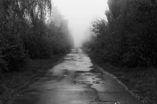 Místico Camino Otoñal Niebla —  Fotos de Stock