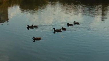 Kahverengi vahşi ördekler suda yüzer