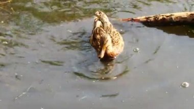 Vahşi ördek kuşları suda yüzer.