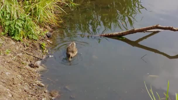 Brązowe Dzikie Kaczki Unoszą Się Wodzie — Wideo stockowe
