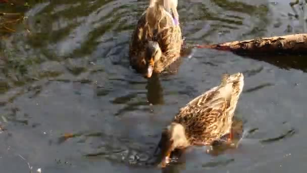Les Canards Sauvages Nagent Sur Eau — Video
