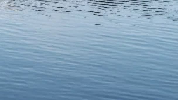 Modrý Povrch Jezera Malé Vlny — Stock video
