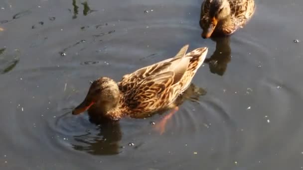 野生のアヒルの鳥が水中で泳ぐ — ストック動画