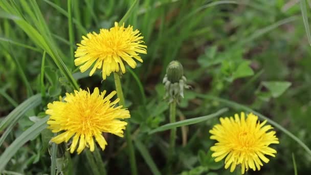 Flores Amarillas Diente León Primavera Crecen Cerca — Vídeos de Stock