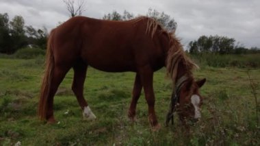 Köydeki çayırdaki at.