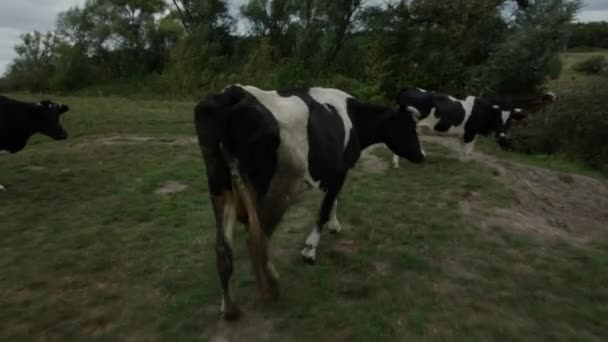 Πολλές Αγελάδες Στο Χωριό Βοσκότοπους — Αρχείο Βίντεο