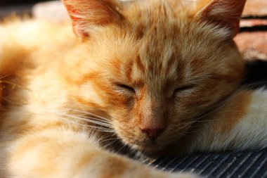 Güzel kırmızı kedi uyuyor.