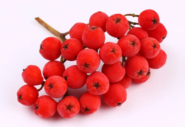 Mucchio Red Rowan Uno Sfondo Bianco Isolato — Foto Stock