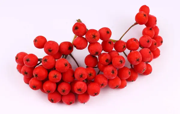 Mucchio Red Rowan Uno Sfondo Bianco Isolato — Foto Stock