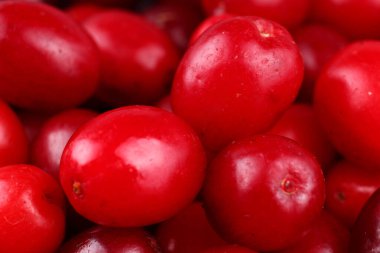 Dogwood Çileği çok yakın.