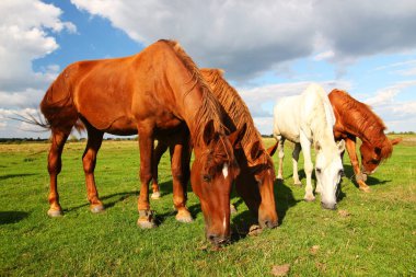 Güzel kırsal atlar yazın otlar.