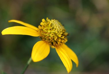 Sarı Echinacea çiçeği yaklaş