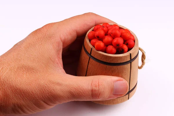 Rowan in barrel in hand on a white background