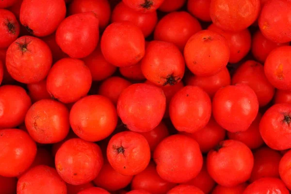 Viele Vogelbeeren Aus Nächster Nähe — Stockfoto