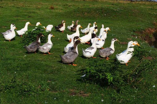 Nombreux Canards Dans Les Pâturages Été — Photo