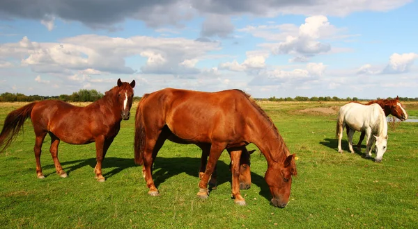 Hermosos Caballos Rurales Pastan Verano —  Fotos de Stock