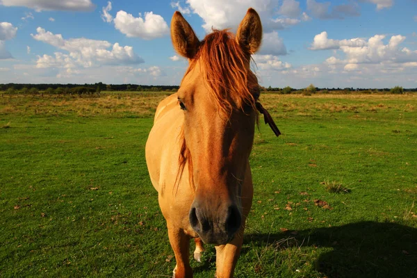 Giovane Cavallo Estate Vicino — Foto Stock