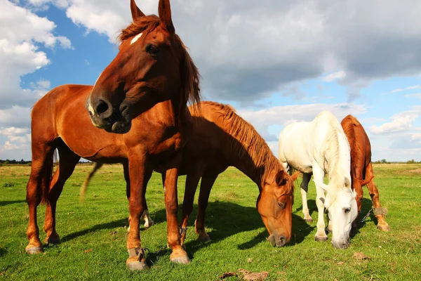 Bellissimi Cavalli Rurali Pascolano Estate — Foto Stock