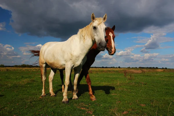 Twee Prachtige Paarden Grazen Zomer — Stockfoto