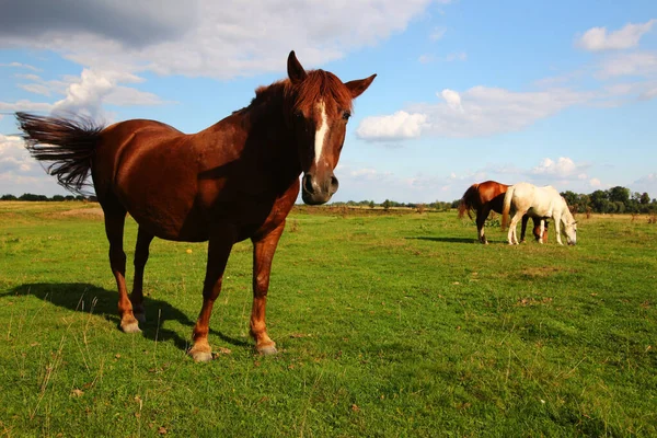 Hermosos Caballos Rurales Pastan Verano —  Fotos de Stock