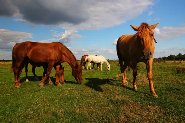 Beautiful Rural Horses Graze Summer — Stock Photo, Image