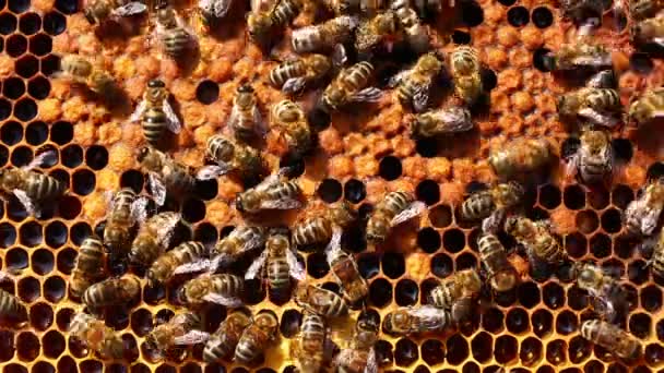 Viele Bienen Auf Dem Stock Aus Nächster Nähe — Stockvideo