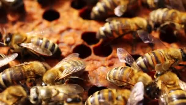 Viele Bienen Auf Dem Stock Aus Nächster Nähe — Stockvideo