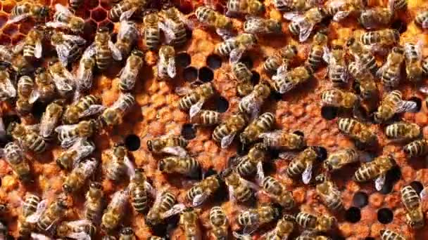 Viele Bienen Auf Dem Stock Aus Nächster Nähe — Stockvideo