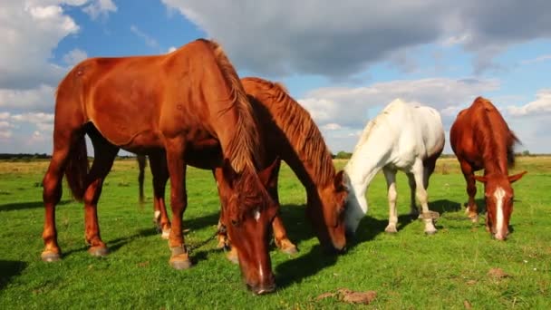 Krásné Venkovské Koně Pasou Létě — Stock video