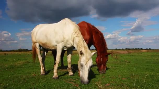 Dva Krásné Koně Pasou Létě — Stock video
