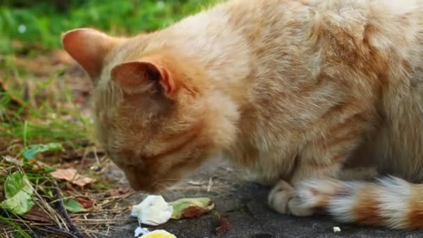 Gato Rojo Comiendo Comida Patio — Vídeos de Stock