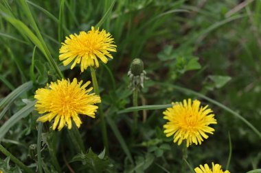 Yellow dandelion flowers in spring on green grass