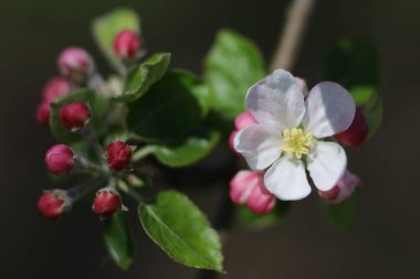 White flowering apple trees in spring close-up