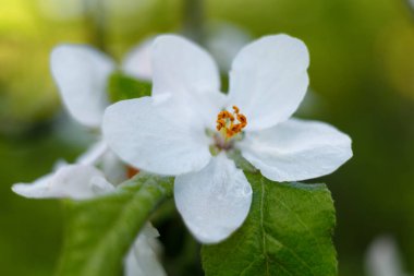 Apple blossoms. White inflorescences in spring.
