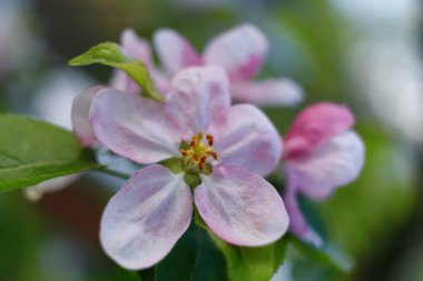 Apple blossoms. White inflorescences in spring.